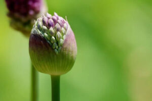 floare vindecare holistica